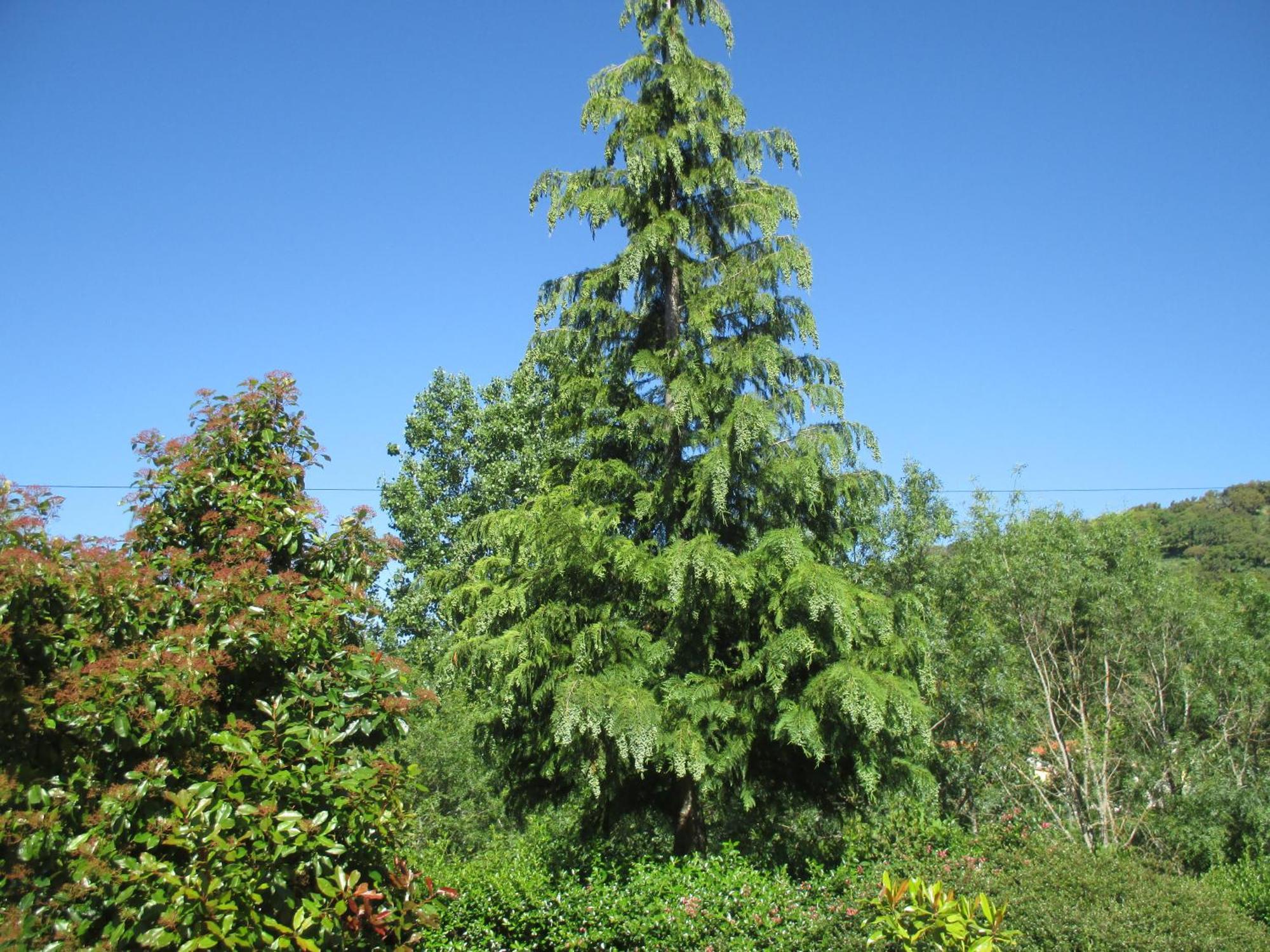 Bungalow "A Choupana" - Quinta da Carvoíça - Vale Pradinhos Vale de Pradinhos Bagian luar foto